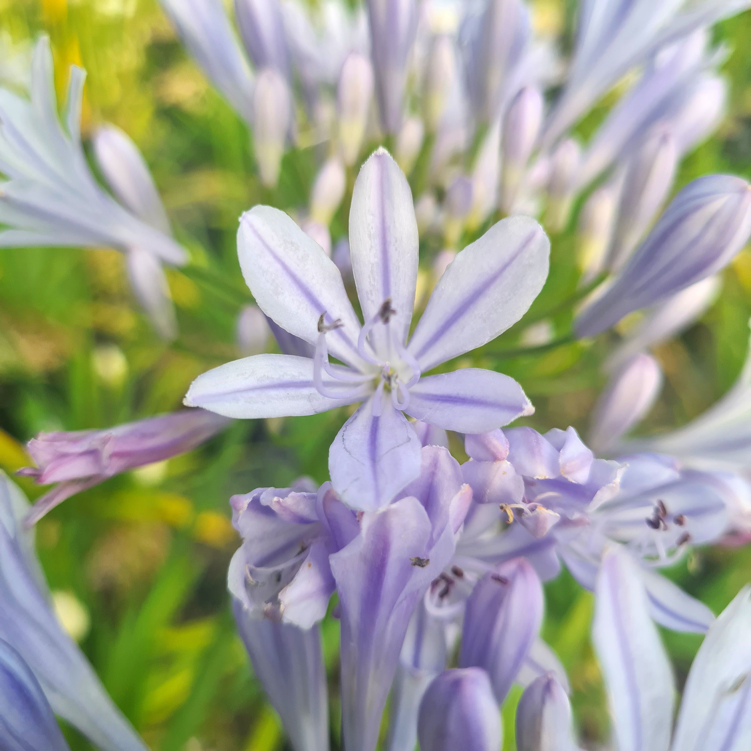 Agapanthus africanus 'Crystal Blue'